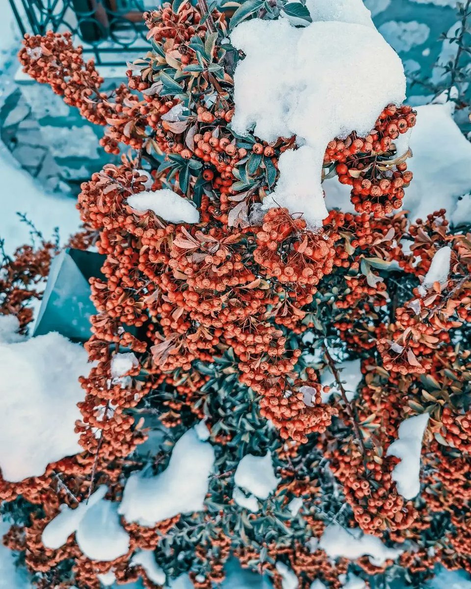 sflebanon's tweet photo. بشرّي ❄️🇱🇧
#Souwarfromlebanon 🇱🇧
🎥 @m_kay6
▪️Show the beauty of your so loved country by tagging or #hashtagging us #Souwarfromlebanon
#Lebanon #Nature #Photography #weather #winter #Snow #White #village #explore #explorelebanon #wonderful_places #wonderful https://t.co/wRVXFAh1Hq