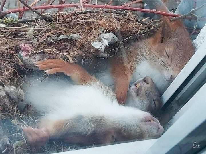 Lars-Johan Larsson tweet media