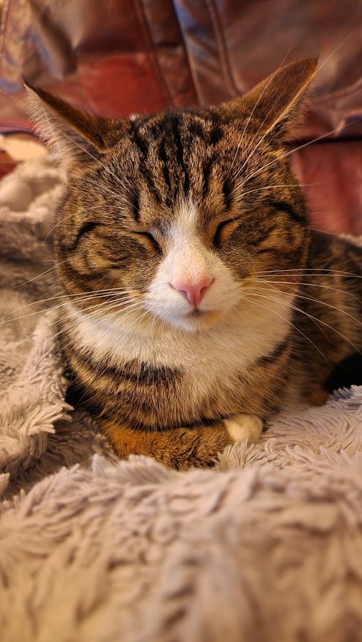 RT <a href="/thekittenwinksy/">Winksy with the 3 legs 🌍</a> 
Are you a cat person?