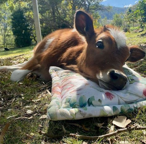seokuva's tweet photo. cow laying down on pillow ���🌱🐄 https://t.co/6SnGVkID6f