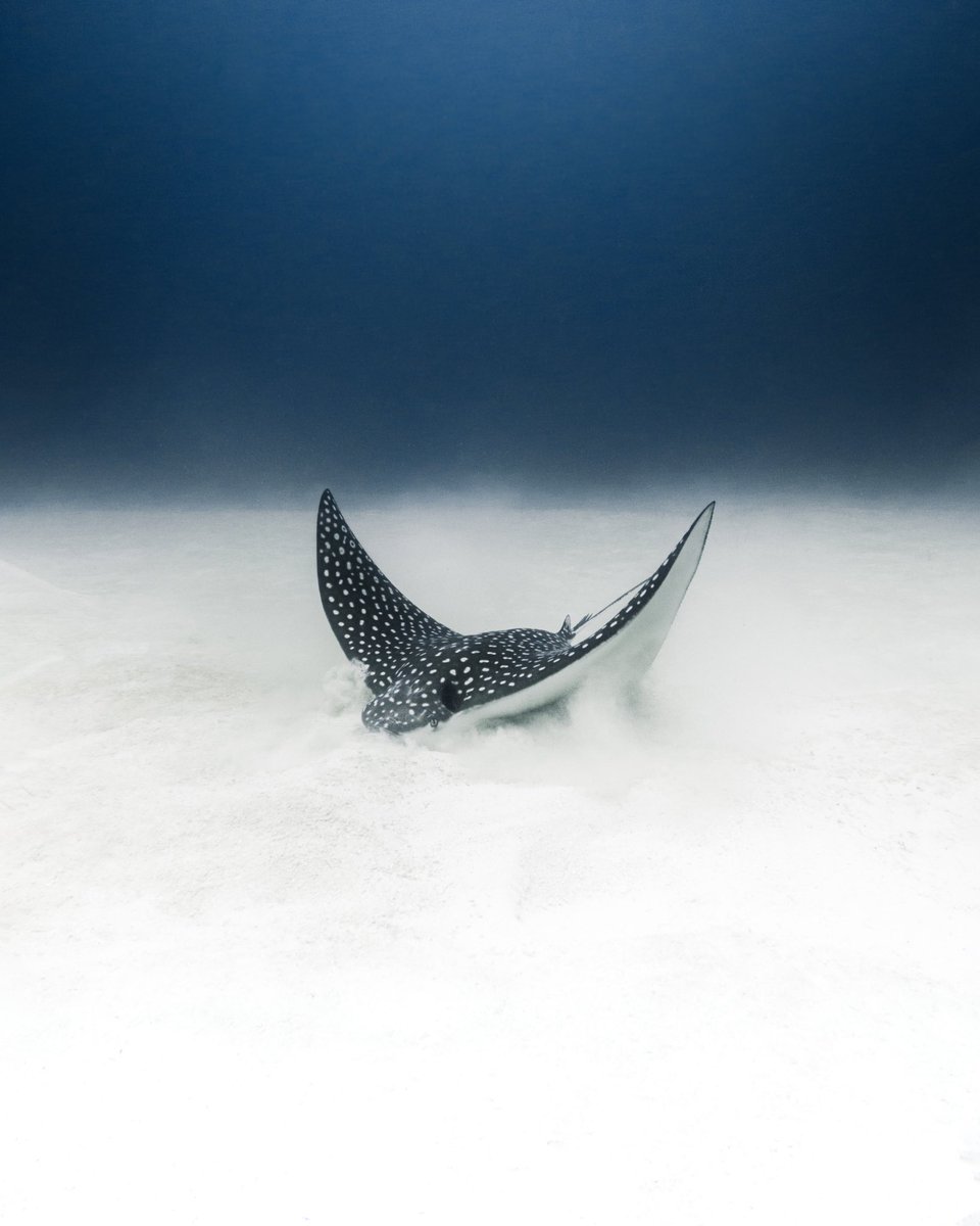 cinnadine's tweet photo. The deep blue 🧜‍♀️ 

https://t.co/PmiVSbRboc https://t.co/cIxdT31Uul
