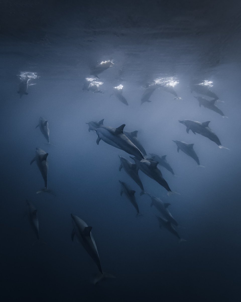 cinnadine's tweet photo. The deep blue 🧜‍♀️ 

https://t.co/PmiVSbRboc https://t.co/cIxdT31Uul