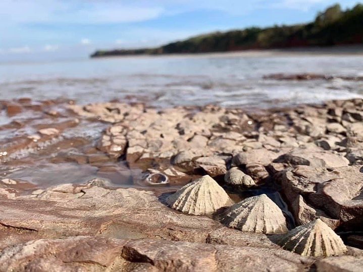 Great little find on the beach today! 😊
marinedimensions.ie/what-is-a-merm… #staudriesbay <a href="/wcresorts/">Westcountry Resorts</a>