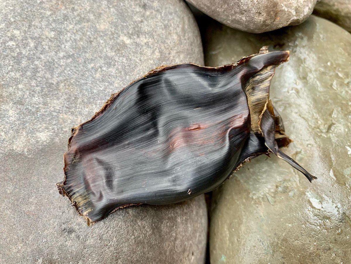 StAudriesBay's tweet photo. Great little find on the beach today! 😊
https://t.co/xWOmM2nGka #staudriesbay @wcresorts https://t.co/WzN7lqrkrd