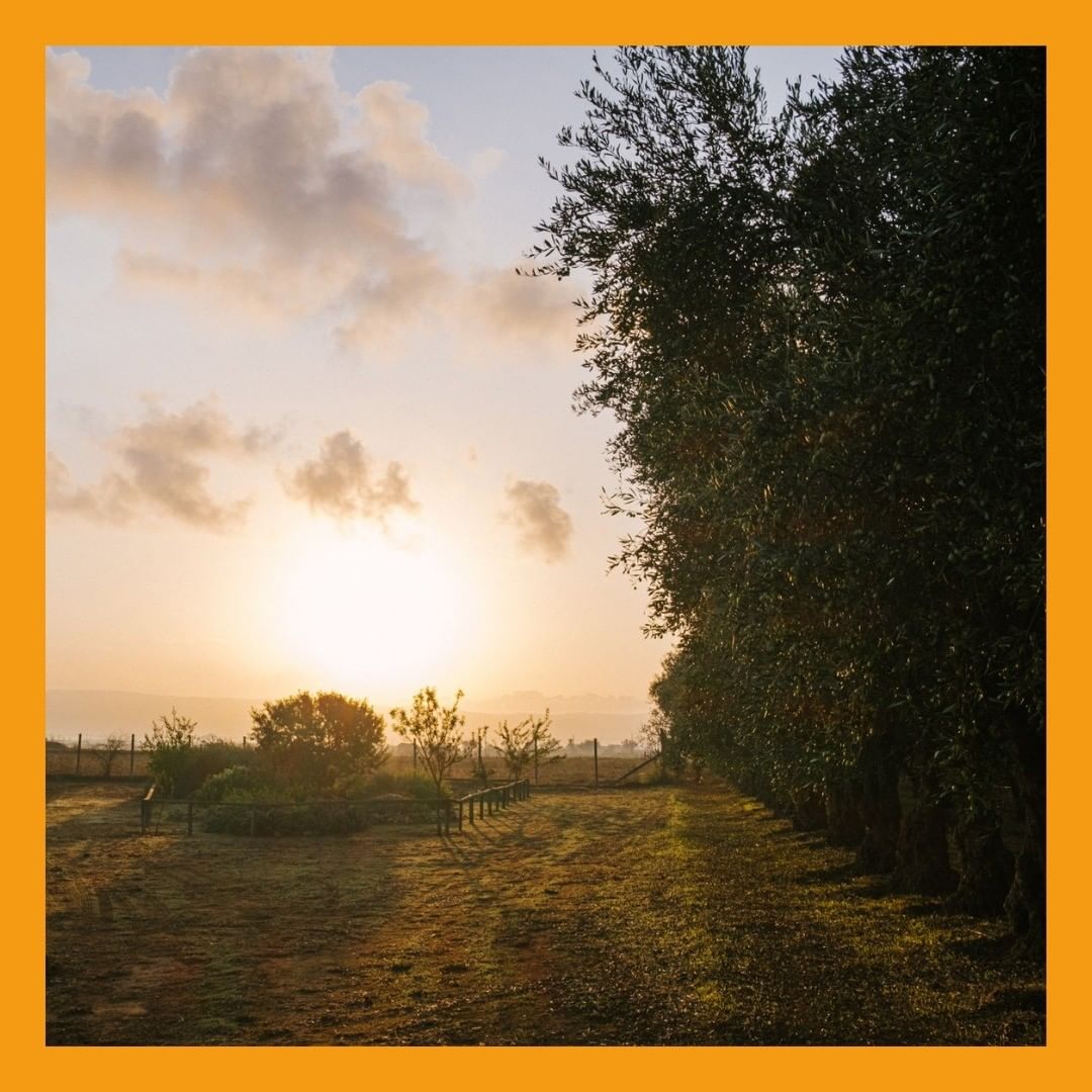 As #Spring approaches we are already thinking about our wonderful picnics in the #vineyard – immersed in the #vines when they are at their most luxuriant.

🍷There is no doubt in our mind about the choice of wine: chilled Nerello Mascalese!

#organic #winetasting #Winery #Sicily