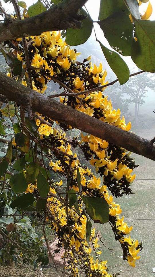 BivasMaiti3's tweet photo. @SupritiJana5 @BivasMaiti কাটাকুটি আঁকা গল্পের খাতা।
কুয়াশায় ভরা চাদর , 
চশমার কাচ ধুলোয় ভরেছে
ঝাপসা হয়েছে আলো।💛💛💛 https://t.co/3CZxNo8UlN