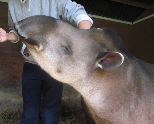 ReaseheathZoo's tweet photo. Do you fancy getting up close and personal with zoo favourite Timmy the Tapir, or flying some of our birds of prey? Then our Animal Encounters could be perfect for you! Further info and booking here: https://t.co/gzGNq3K0PC
#Encounters #UpClose #MeetandGreet #Cheshire https://t.co/pzsuioRQ8n