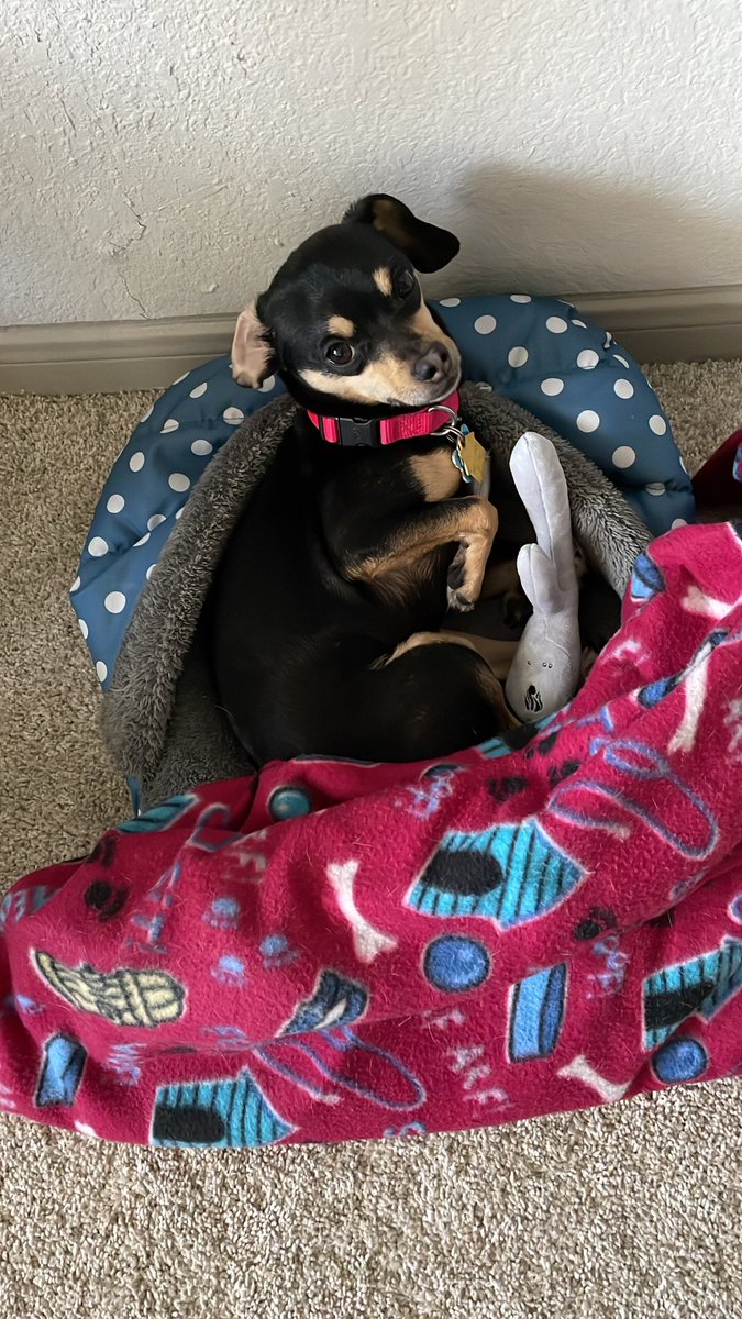 <a href="/LionessHealth/">Lioness</a> gave out vibrator dog toys at #SXSW and Daisy loves it! She even takes it with her to bed 🤣