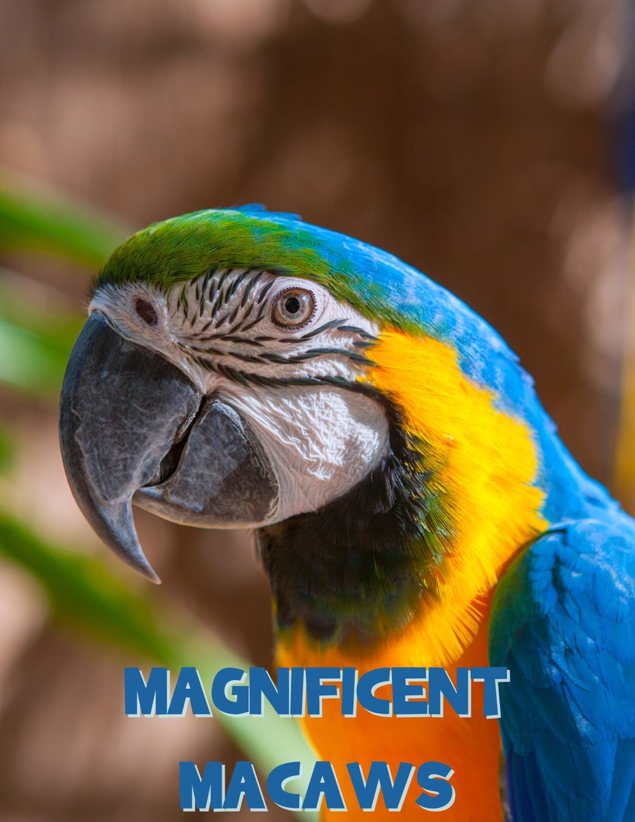 AttachmentMumma's tweet photo. This unit study all about magnificent macaws is perfect for your class lesson plans or homeschool unit study.
Learn all about these beautiful birds and their habitat.
Get it here: https://t.co/FvjyLg0tmW
#macaws #birds #rainforest #unitstudy #homeschooling #homeschool https://t.co/jVWnGqu0m3