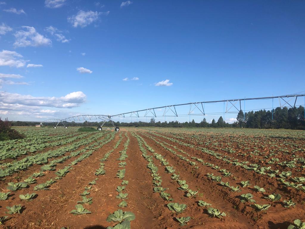 Field history is important. You can imagine how my adrenaline is running after realising that this field was applied Atrazine in the past 13 months. This battle is not yet finished but my spirit is really low.