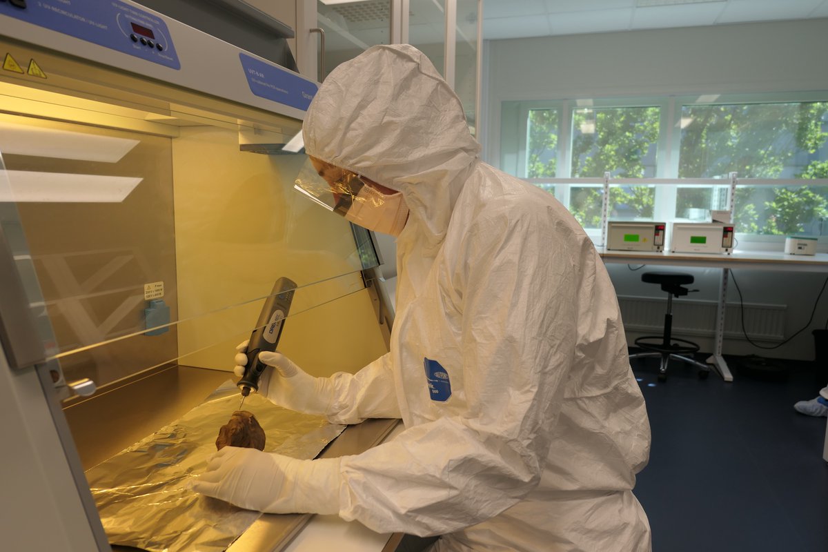 We have announced a PhD Position, to analyze ancient DNA on a million-year timescale!!!

🧬 🦴 🦷 🦬 🦣 🦌

Come join us at the Centre for Palaeogenetics in Stockholm!

Please RT!

Ad here:
su.se/english/about-…