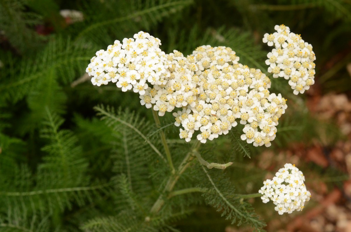 Yarrow (Achillea millefolium) is a pretty herb with feather-like leaves native to temperate parts of the northern hemisphere. Its leaves can be used to make tea or eaten raw, and it has many medicinal uses. #plants #flowers #herbs #medicinalherbs #gardens #yarrow #asteraceae