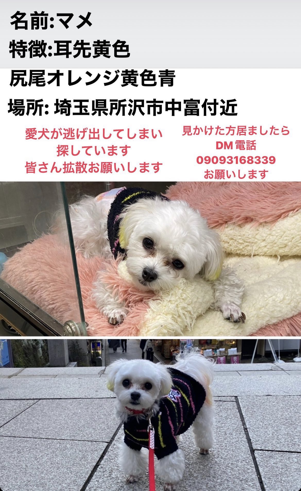 تويتر わたなべまなみ على تويتر 埼玉県所沢市中富付近の方 友達のわんちゃんが逃げてしまいました 耳先イエロー 尻尾 がオレンジイエローブルーのカラーリングをしている子です もし そんな犬みたような など曖昧でも構いませんのでぜひ教えてください