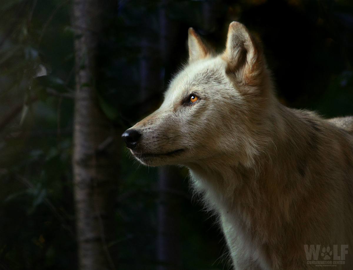 Wolf Conservation Center 🐺 tweet media