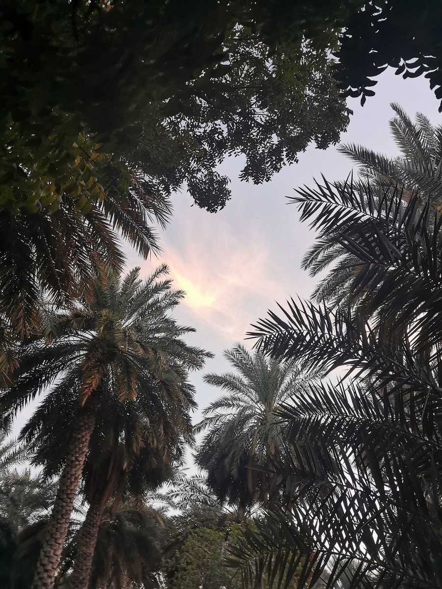 𝑴𝑶𝑯𝑨𝑴𝑴𝑬𝑫 | محمد tweet media