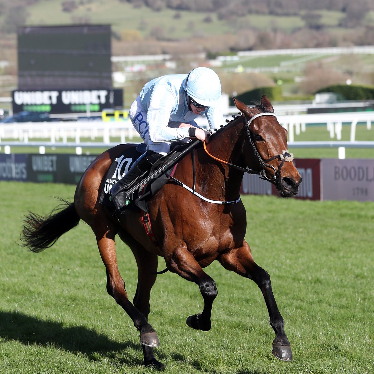 AtTheRaces's tweet photo. Honeysuckle and Rachael Blackmore do it again at Cheltenham!👑👑 https://t.co/eIxoGDq35U