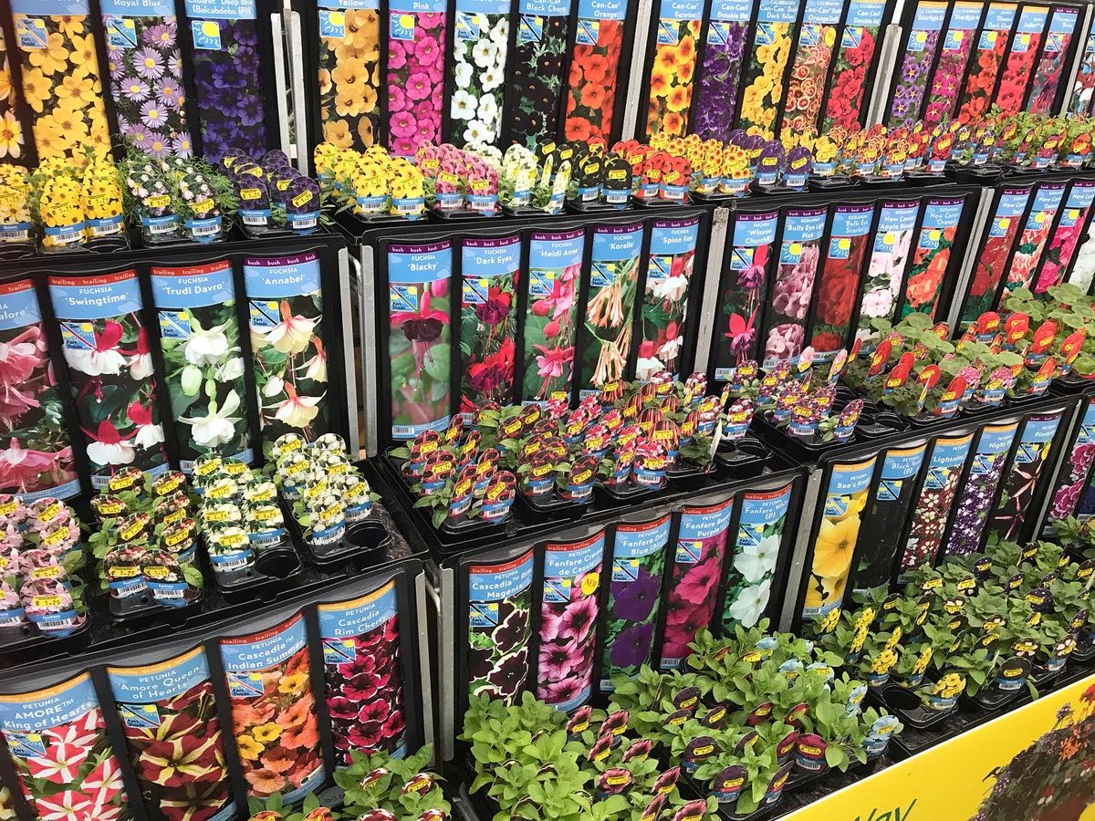 ashnurs's tweet photo. #plugplants are here!!!
Grow your own bedding plants and create a summer display to be proud of with these great little plants.
#beddingplants #gardening #summercolour #summerflowers #plants #plantsmakepeoplehappy #gyo #basketplants #ashwood #kindergardenplants https://t.co/iRfHbBr9jj