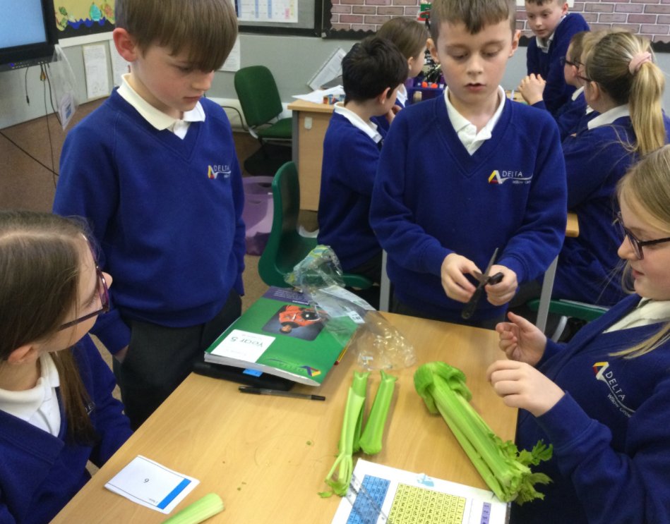 WillowGreenAcad's tweet photo. Today we have set up another 'Observation Over-Time' investigation in Year 5. We are hoping to grow a new celery plant from an existing one.
#WGAscience
#Deltasciencelab
@priscigeeks https://t.co/i5aosOQ1Cs