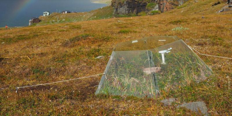 <a href="/ArcticScienceJ/">Arctic Science Journal</a> will soon be featuring articles looking at warming effects on seed viability, soil microbes, &amp; plant diversity &amp; phenology in a new special issue. This new blog by <a href="/JKliever/">Jenny Kliever</a> highlights the #ITEX network's amazing research! #climatechange bit.ly/36lWlZ3