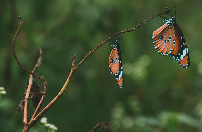 FRBiodiv's tweet photo. [Tribune #Presidentielle2022] Mesdames et messieurs les Candidats, êtes-vous prêts à changer le cours de notre histoire commune avec la #biodiversite ? Nous vous invitons partager vos ambitions et les rendre accessibles à tout·e·s.
➡ Lire la tribune https://t.co/mc8euDrdlq https://t.co/zVLC0MBcFQ