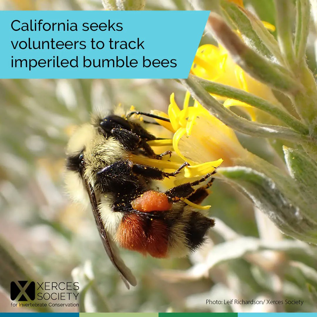 xercessociety's tweet photo. We are proud to announce the launch of the @CABumbleBees Atlas today in partnership with @CaliforniaDFW and @BLMca, which enlists volunteers to better understand and protect imperiled CA bumble bees. 

Read more at https://t.co/o5Q8yTJis3
Volunteer at https://t.co/jQxkOJrHFa https://t.co/uXaCOeg4a2