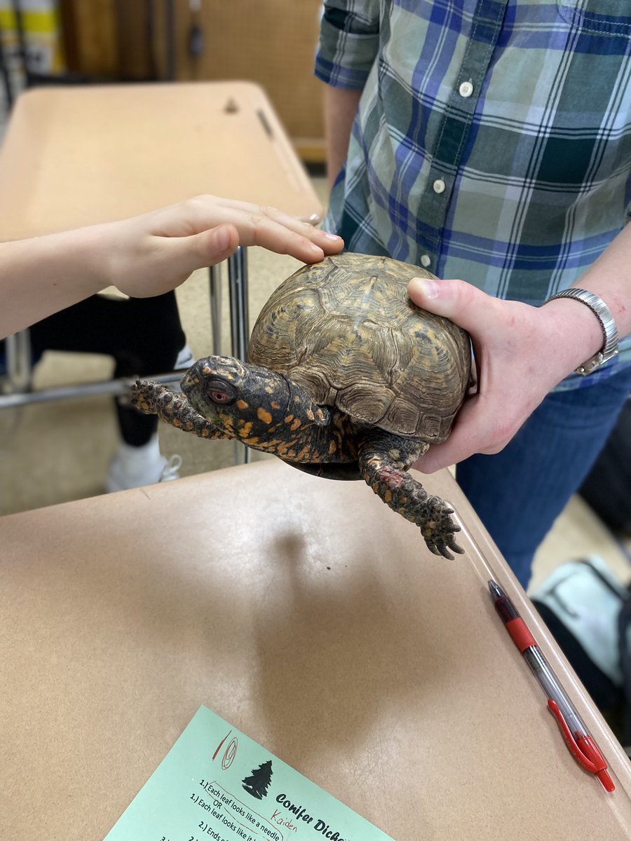 We met Rocky the box turtle from White Memorial today! The box turtle is of “special concern” here in CT!