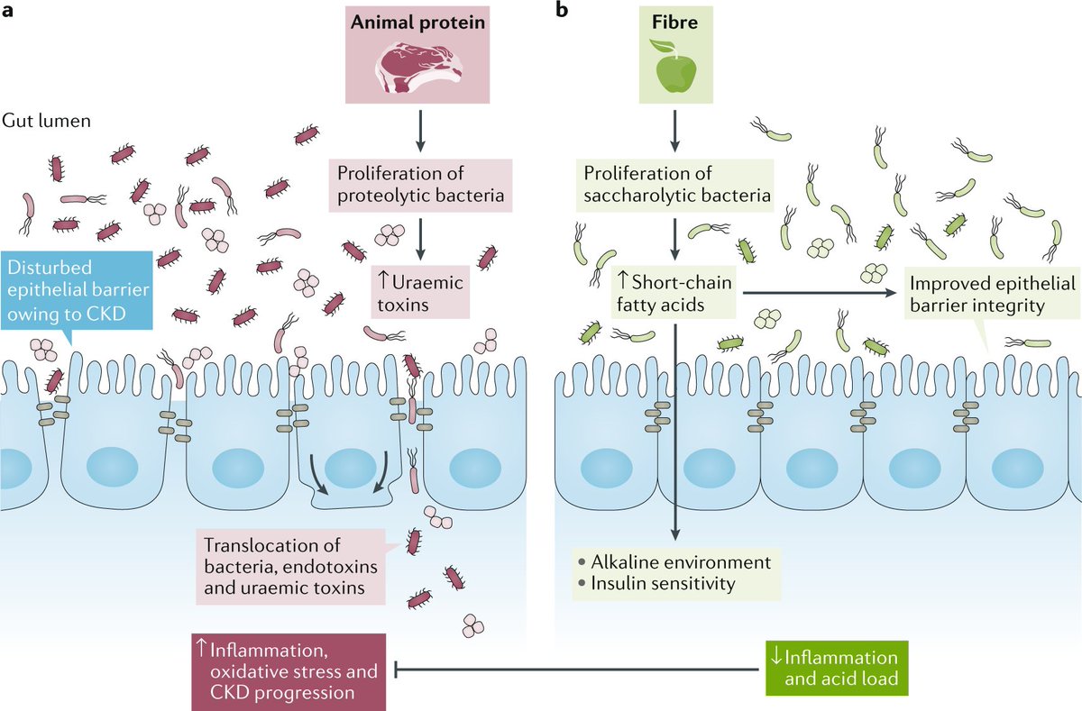 Nature Reviews Nephrology (@natrevneph) on Twitter photo The effects of animal proteins and fibre on the gut microbiota and uraemic milieu in #CKD. A Review from <a href="/jjcarrero1/">Juan Jesus Carrero</a> and colleagues go.nature.com/37lrWXu The effects of animal proteins and fibre on the gut microbiota and uraemic milieu in #CKD. A Review from <a href="/jjcarrero1/">Juan Jesus Carrero</a> and colleagues go.nature.com/37lrWXu