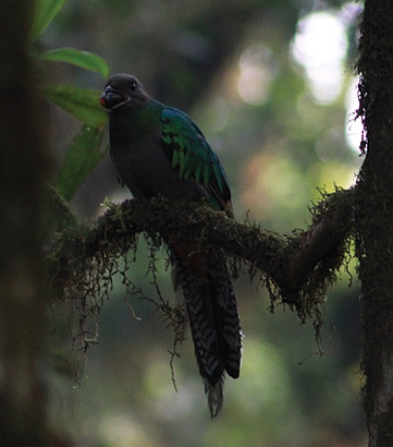 NeotropicalBio's tweet photo. A population of 136 Resplendent #Quetzals and a density of 40 quetzals/km2 were calculated in the 3.42 km2 tourist sector of La Tigra National Park in Honduras.
👉 Read more: https://t.co/1gDei2755u
#conservation #birds #ecology https://t.co/58ZBzyPhP7