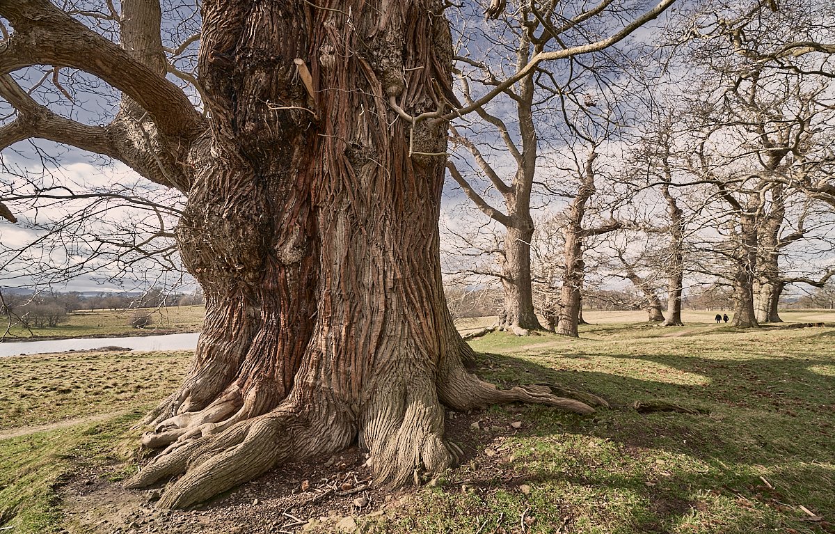 MatthewJThomas_'s tweet photo. This Sweet Chestnut grows on Lawn Hill, #Petworth Park. Despite a girth of 8.47m it's probably only about 200 years old, because the hill was extensively remodelled by Capability Brown in 1795 - Chestnut grow fast! It's the 8th largest Chestnut in Sussex. @PetworthNT @PetworthUK https://t.co/4lgFFErS2A