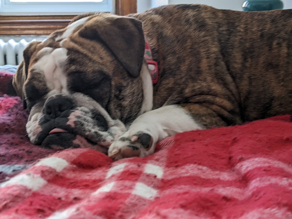 Tongue out Tuesday #dogsoftwitter