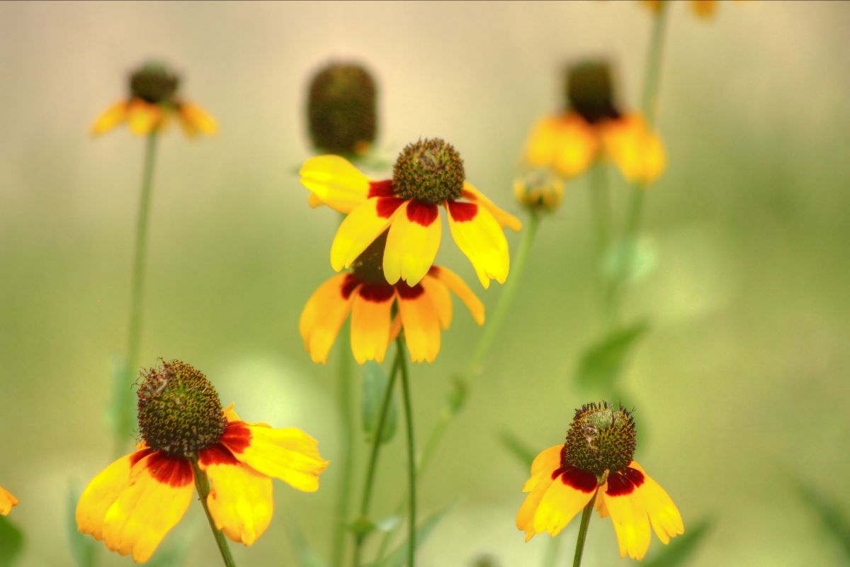 CuttsNaturePics's tweet photo. Cutts Nature Photography's Newsletter - https://t.co/HdsdCmIQkR https://t.co/GH4dMGWByn