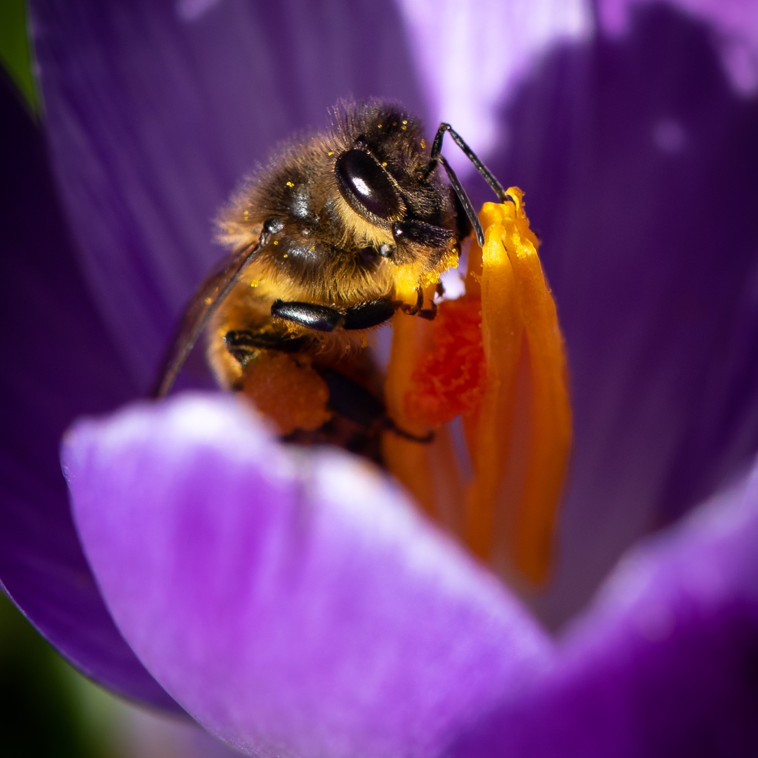 A close up of a bee on a flower