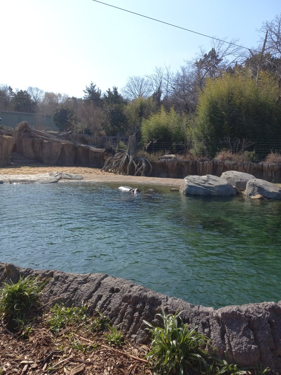 SleepyBlue__'s tweet photo. There's a hippo there somewhere https://t.co/0bgrvO5l19