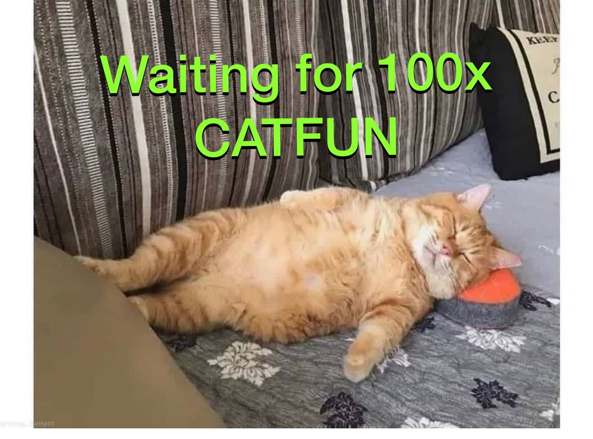 CatfunArmy's tweet photo. @CatFunToken https://t.co/BbZA6WbfIF
