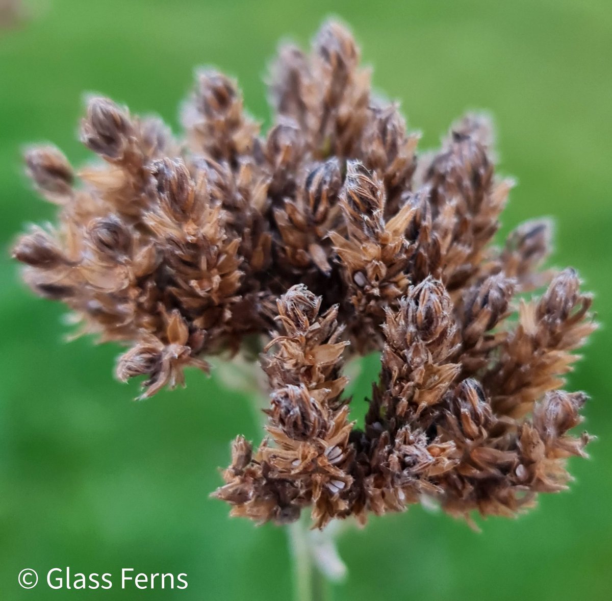 Verbena bonariensis lollipop seed head, a favourite for the bees.
My garden
#gardensoftwitter
#photography 
#inspiration 
#nature
#seeds
#verbena