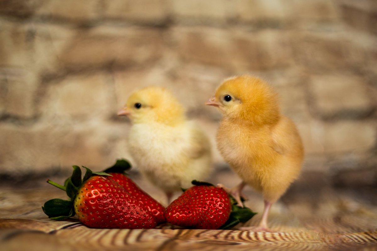 NorthgateSchoo1's tweet photo. Some fabulous photographs of the chicks today. They are growing up so fast! https://t.co/82UEgL0rx8