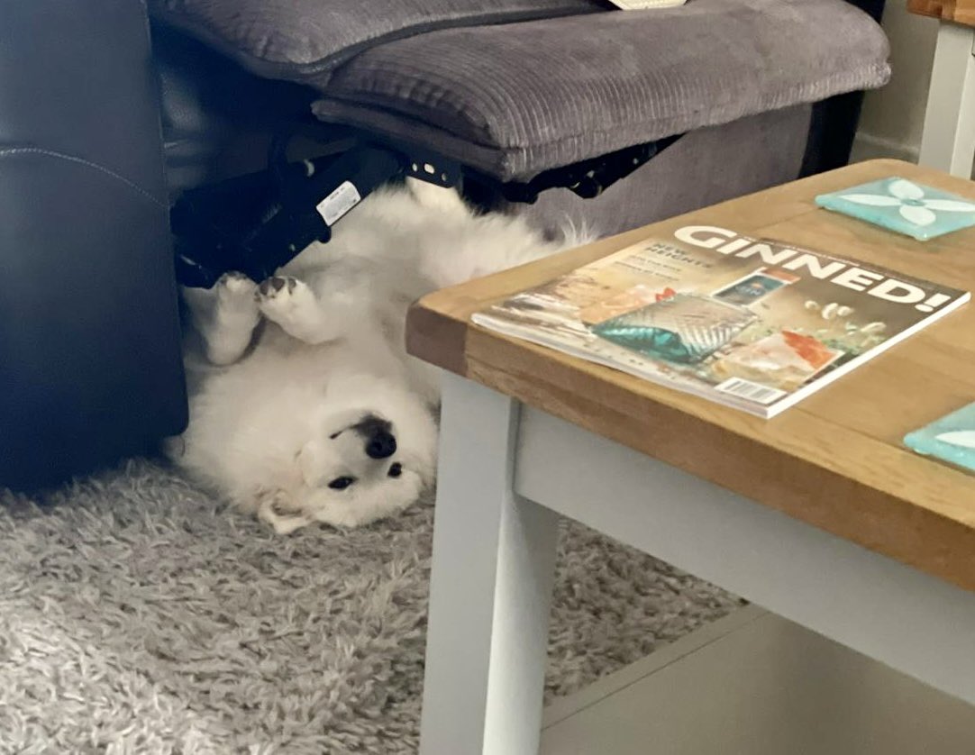 StitchSpitz's tweet image. Stress free! #SpitzLife bit of light reading… @craftginclub 🐾😴