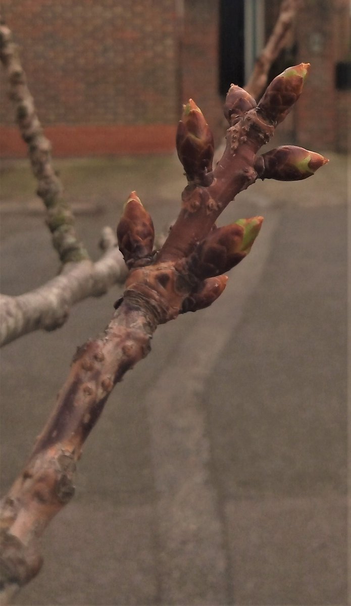 ZadenZane's tweet photo. πΈγΎγγͺγζ‘θ±γε²γγΎγβ£οΈπ·πΊ
This is the most gorgeous cherry tree I know, but the cherry blossomsβmore profuse than any I've seenβare mere buds.
It won't be long, though...!
#θ± #blossom #cherryblossom #blossoms #spring #springtime #spring2022 #springtime2022 #flowers #nature https://t.co/6PXilDgOwf