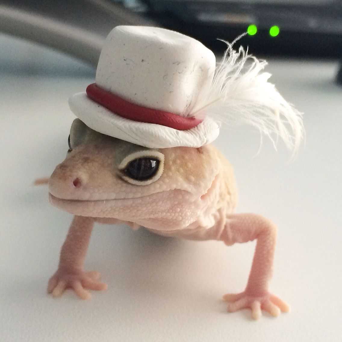 Geckos Daily🦎 tweet media