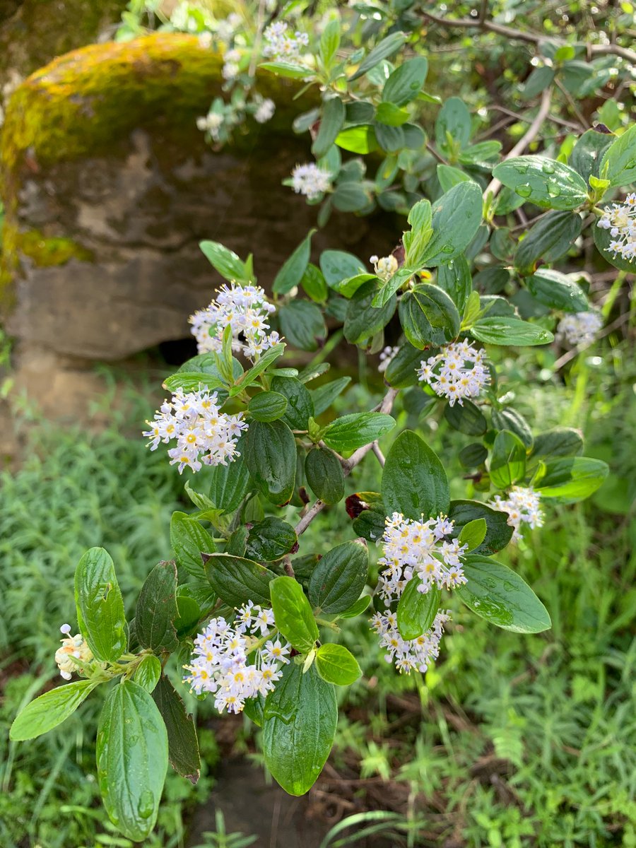 Rachel Vannette tweet media