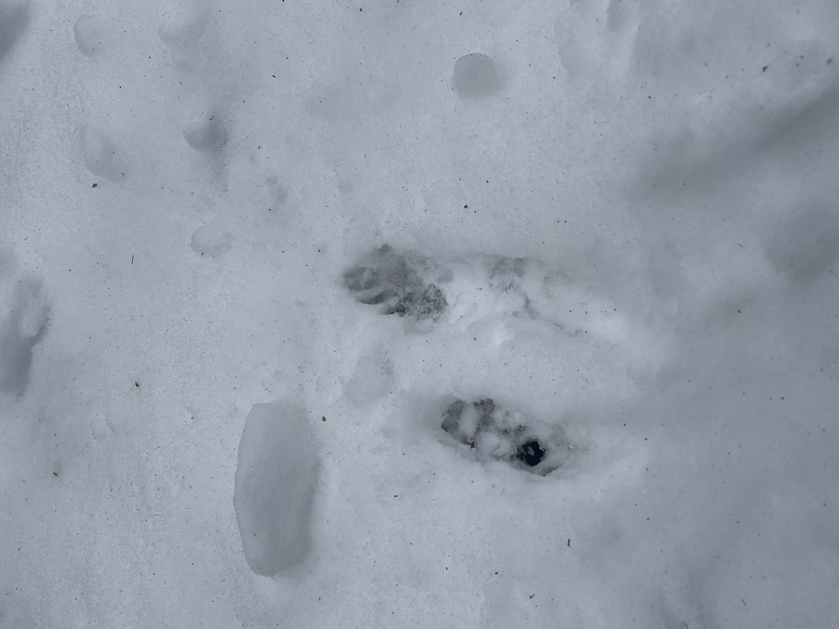 lots of animal tracks in the snow on Sunday (rabbits, birds and raccoons)