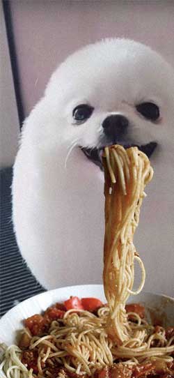 Fantoga's tweet photo. @GotJbenny PomeranianSlurpingPasta.jpg https://t.co/417VPPraL6