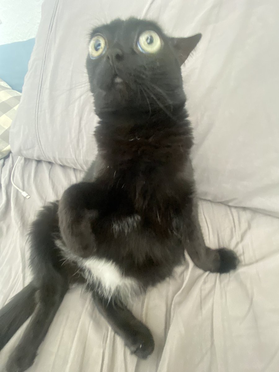 bigfootjinx's tweet photo. why does she look like a dr suess character all the time https://t.co/Eo7hy1qlPo