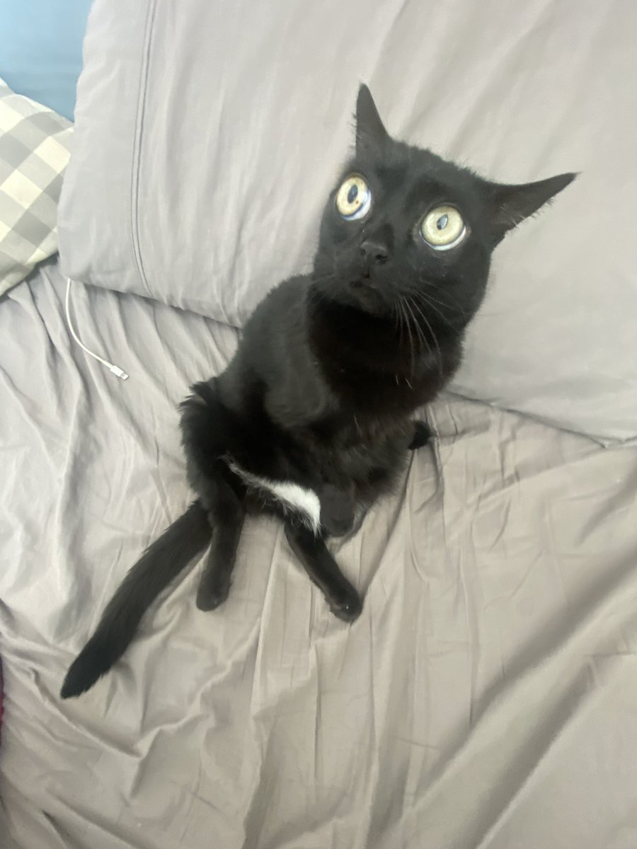 bigfootjinx's tweet photo. why does she look like a dr suess character all the time https://t.co/Eo7hy1qlPo