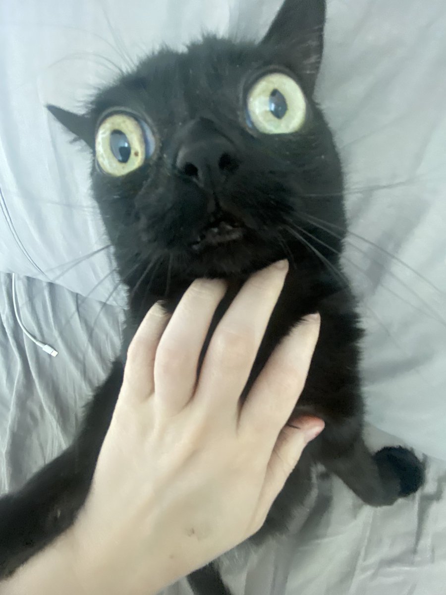 bigfootjinx's tweet photo. why does she look like a dr suess character all the time https://t.co/Eo7hy1qlPo