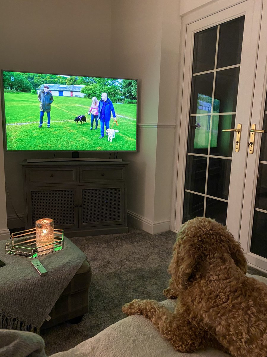 rosepeill's tweet photo. Watching his favorite @GraemeDogfather #DogsBehavingVeryBadly https://t.co/OzYfZlS6xI