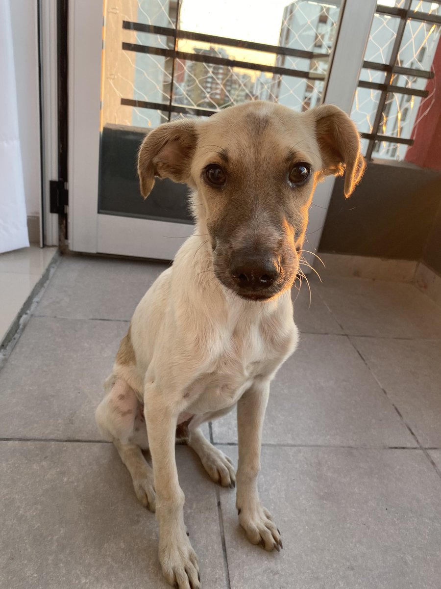 camiiiidiaz's tweet photo. Encontre este perrito en la estación de Wilde. Es un macho de 5-7 meses, es super dulce y bueno. Ya esta desparasitado y con pipeta puesta. Busco urgente una familia que quiera adoptarlo o alguien que pueda tenerlo de tránsito ya que no lo puedo tener más!! https://t.co/2v078n2ttO