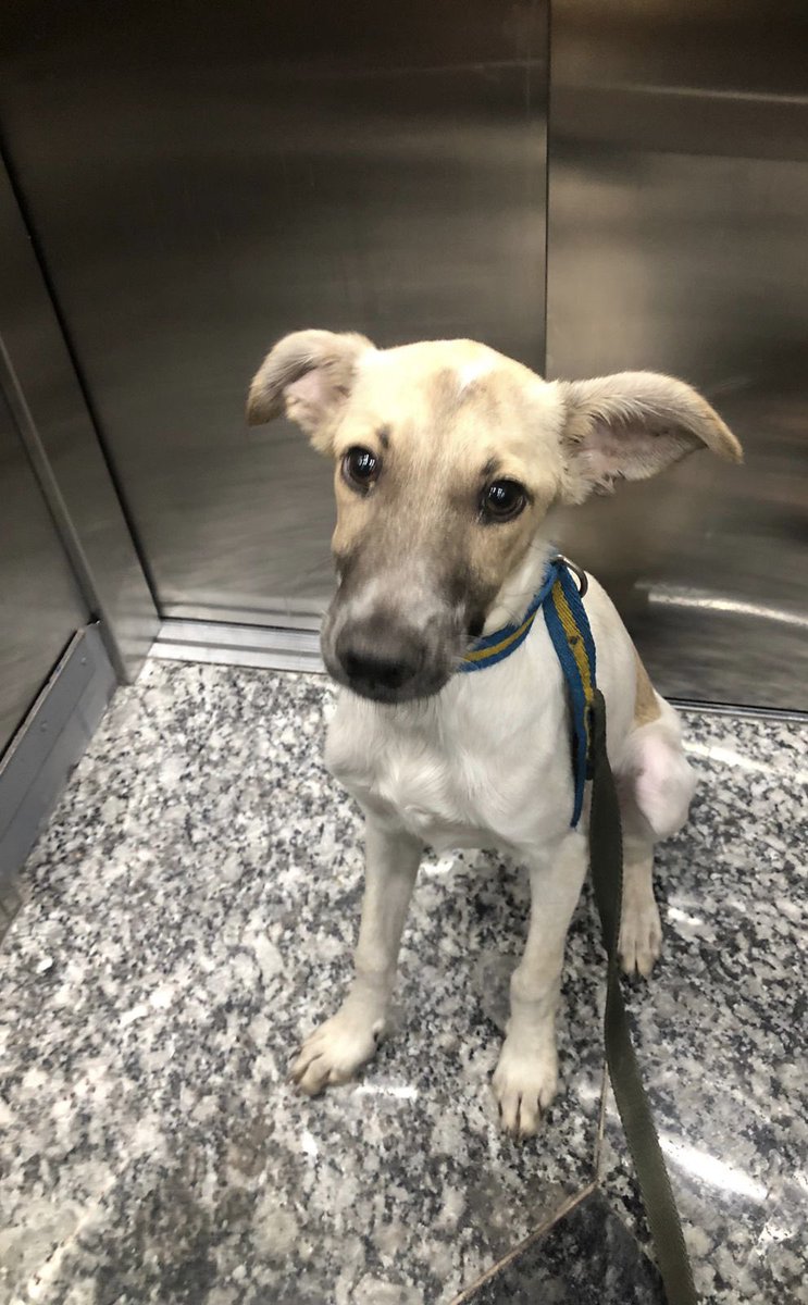 camiiiidiaz's tweet photo. Encontre este perrito en la estación de Wilde. Es un macho de 5-7 meses, es super dulce y bueno. Ya esta desparasitado y con pipeta puesta. Busco urgente una familia que quiera adoptarlo o alguien que pueda tenerlo de tránsito ya que no lo puedo tener más!! https://t.co/2v078n2ttO
