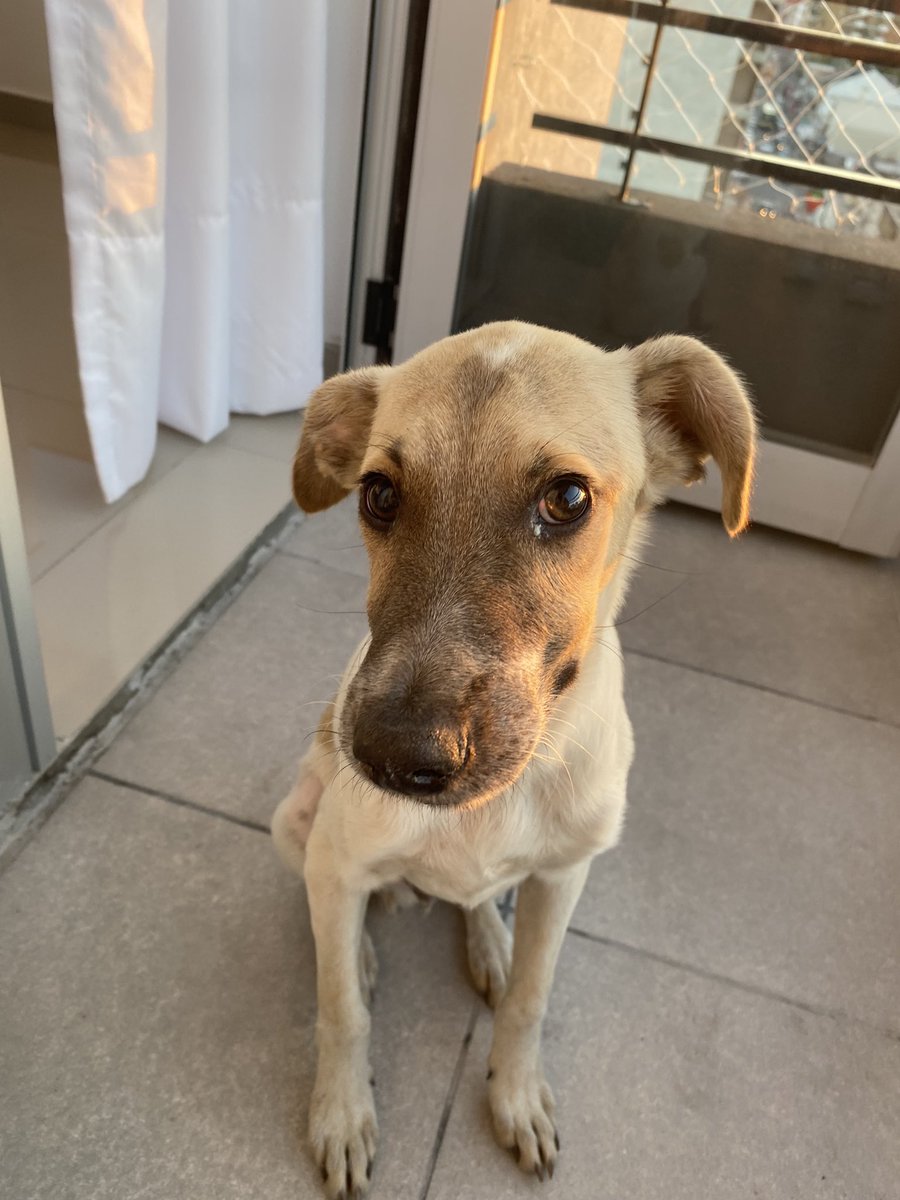 camiiiidiaz's tweet photo. Encontre este perrito en la estación de Wilde. Es un macho de 5-7 meses, es super dulce y bueno. Ya esta desparasitado y con pipeta puesta. Busco urgente una familia que quiera adoptarlo o alguien que pueda tenerlo de tránsito ya que no lo puedo tener más!! https://t.co/2v078n2ttO