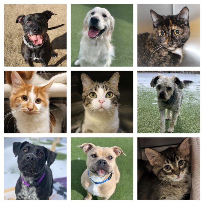 Awesome!
RT <a href="/kshumanesociety/">Kansas Humane Society</a> 
Last week, you helped us find homes for 164 animals! That's 66 cats, 96 dogs, and 2 ferrets! 
Thank you for adopting, donating, volunteering, and spreading the word about all of the animals looking for homes!! 🥳
#AdoptICT